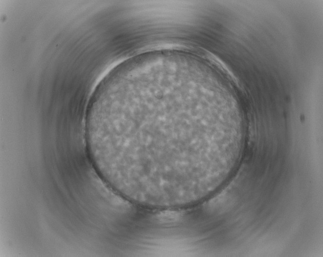 X0000077361178200611171916