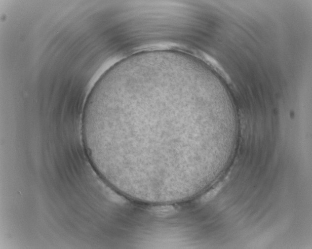 X0000077361186200611171915