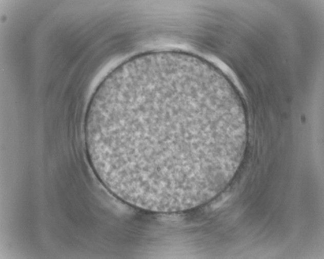 X0000077361191200611171915