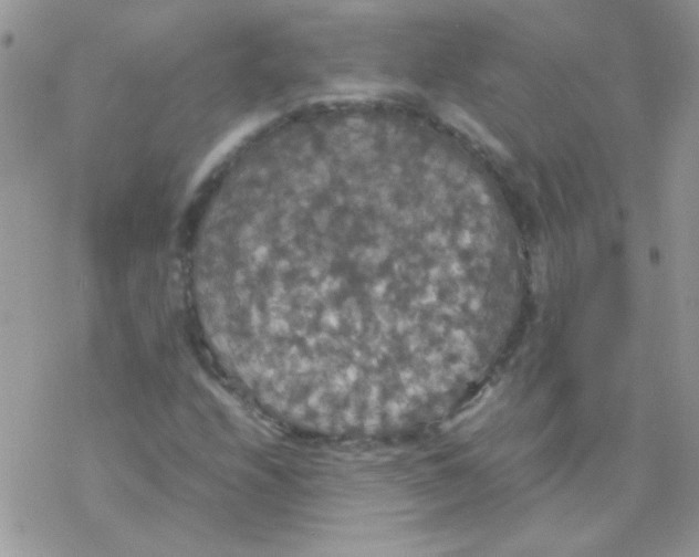 X0000077361208200611171915