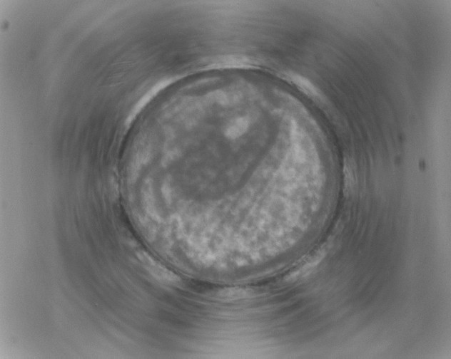 X0000077361212200611171915