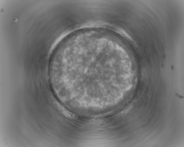 X0000077361216200611171915