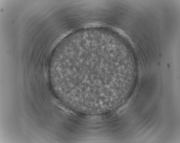 X0000077361217200611171915