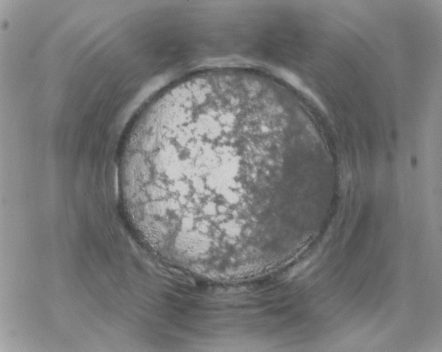 X0000077361221200611171915