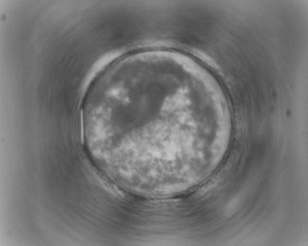 X0000077361223200611171915