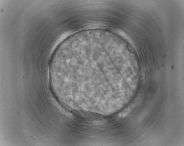 X0000077361227200611171915