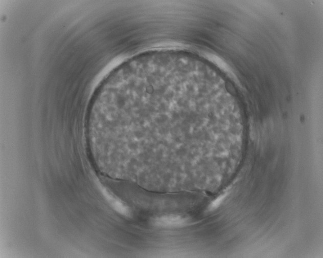 X0000077361229200611171915