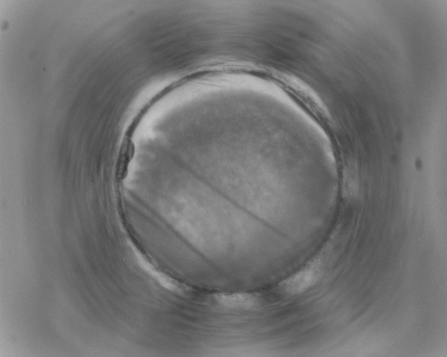 X0000077361231200611171915