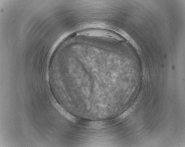 X0000077361232200611171915