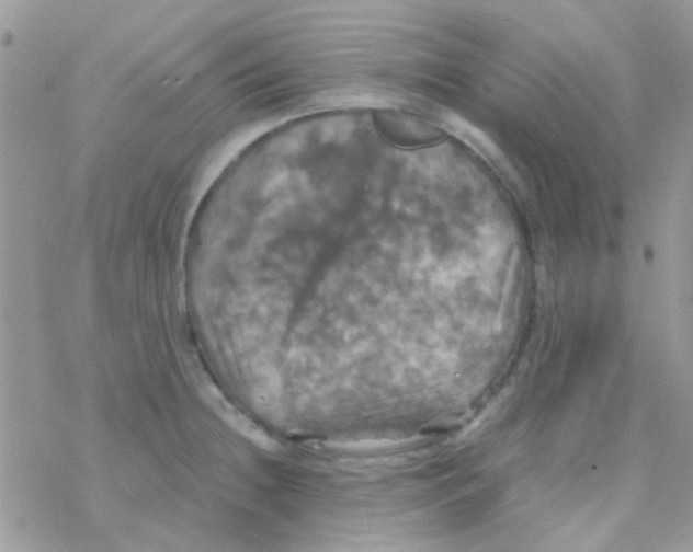 X0000077361236200611171915