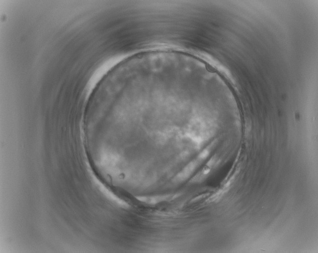 X0000077361239200611171915