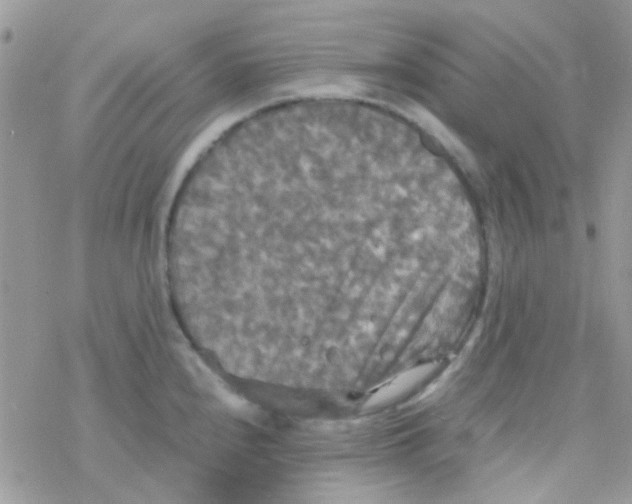 X0000077361240200611171915