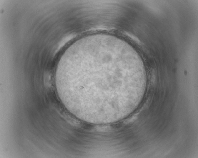 X0000077361258200611171914