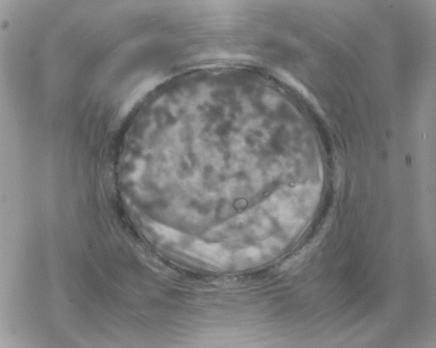 X0000077361259200611171914