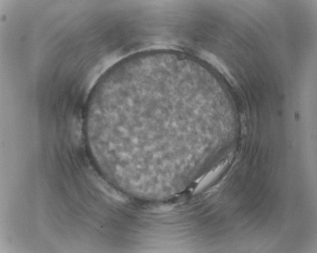 X0000077361260200611171914