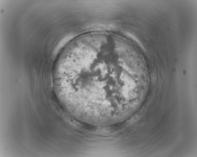 X0000077361267200611171914