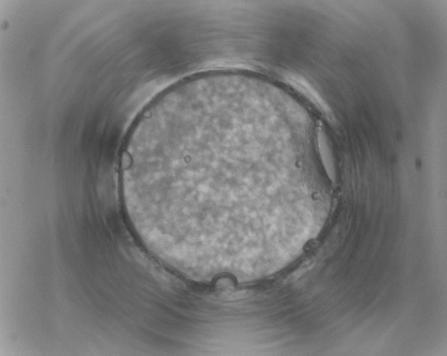 X0000077361268200611171914