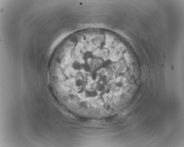 X0000077361271200611171914