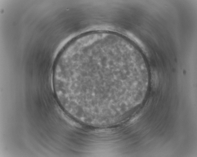 X0000077361272200611171914