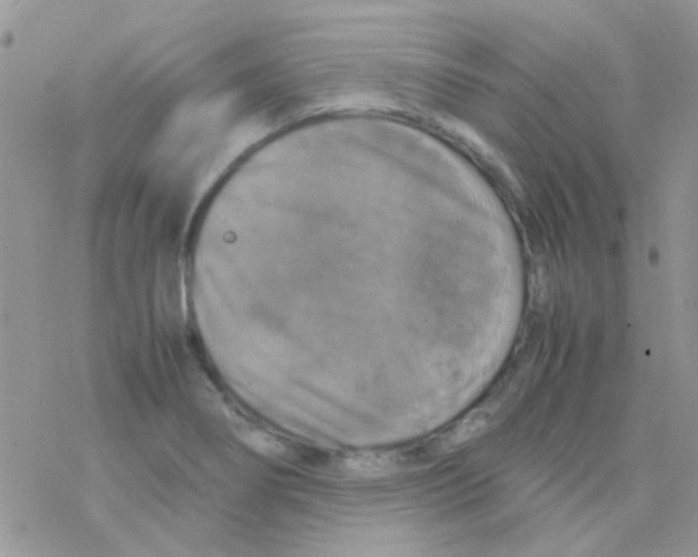 X0000077361274200611171914