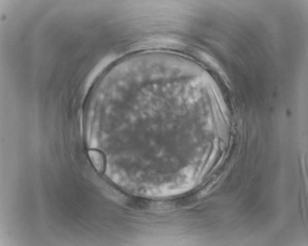 X0000077361275200611171914