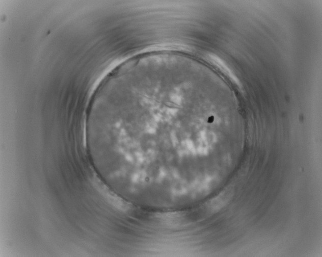 X0000077361276200611171914