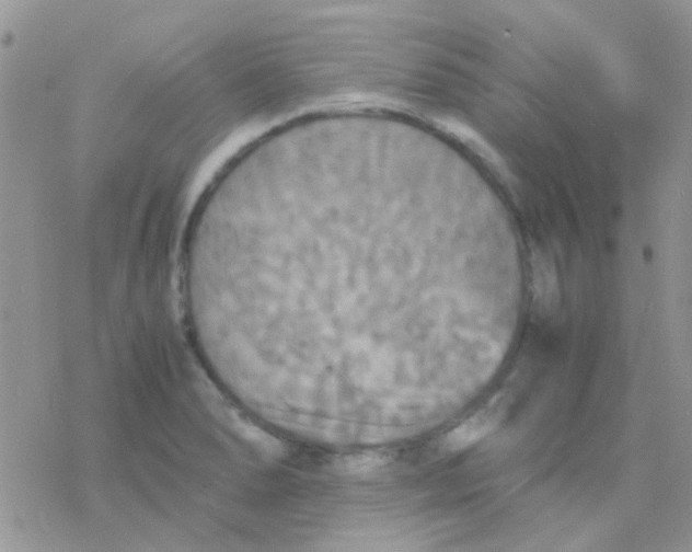 X0000077361278200611171914