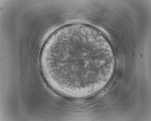 X0000077361279200611171914