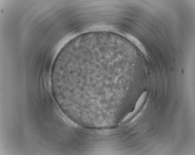 X0000077361288200611171914