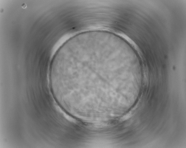 X0000077361294200611171914