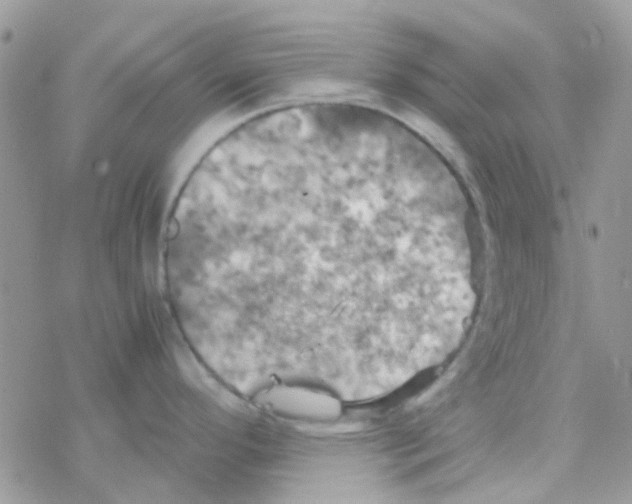 X0000077361296200611171914