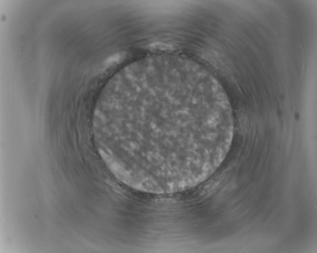 X0000077361297200611171913