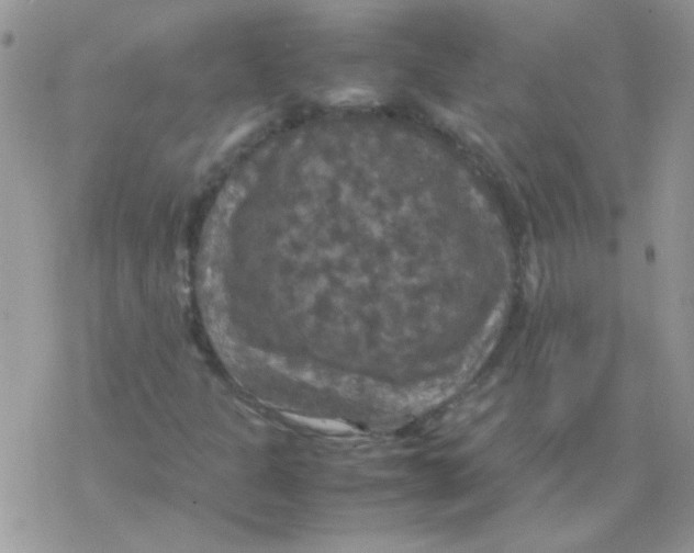 X0000077361301200611171913