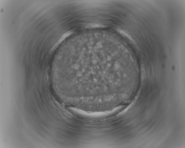 X0000077361305200611171913