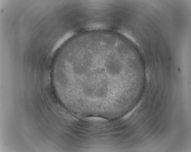 X0000077361309200611171913