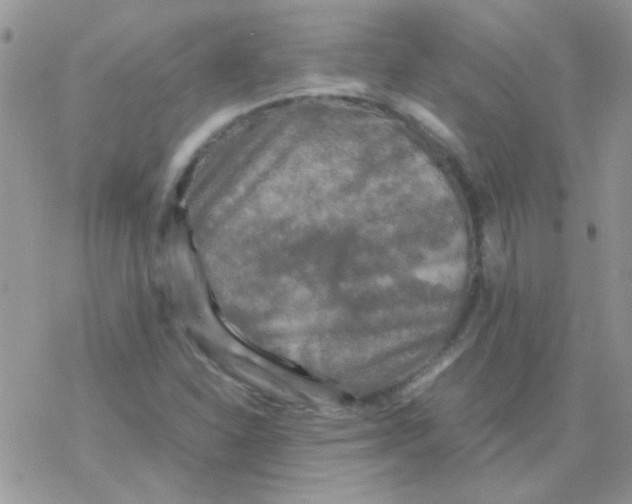 X0000077361310200611171913