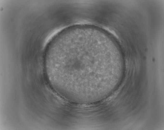 X0000077361311200611171913