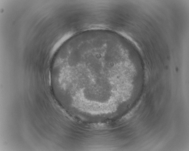 X0000077361317200611171913