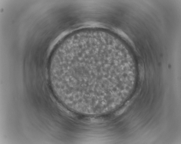 X0000077361318200611171913