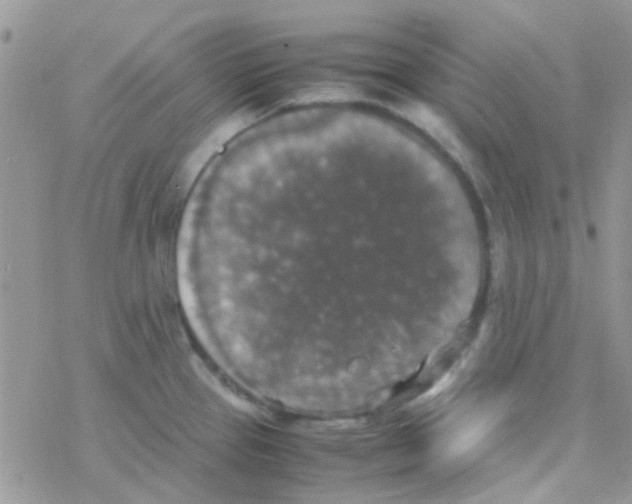 X0000077361337200611171913