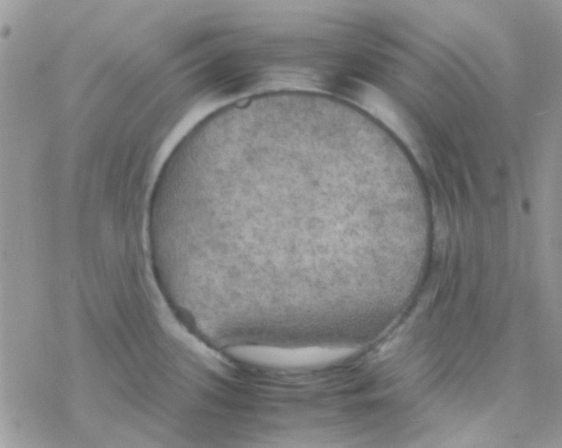 X0000077361339200611171914