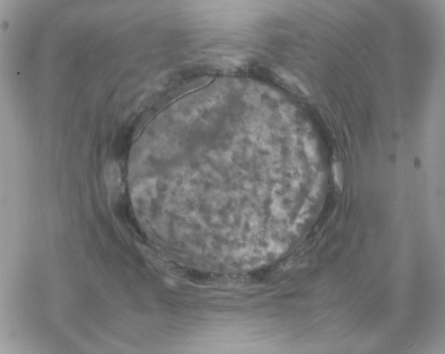 X0000077361347200611171913