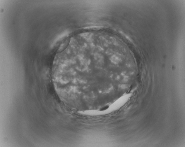 X0000077361351200611171913