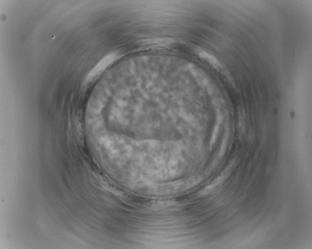 X0000077361354200611171913