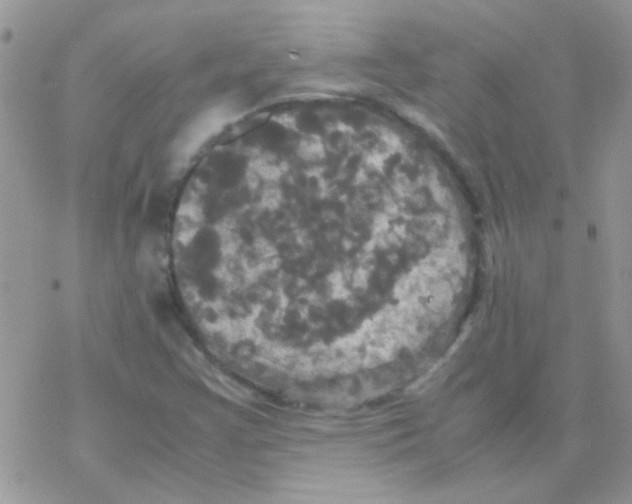 X0000077361355200611171913