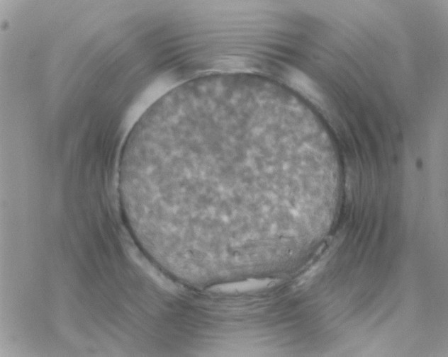 X0000077361378200611171912