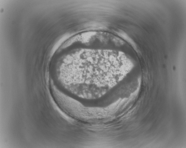 X0000077361383200611171912