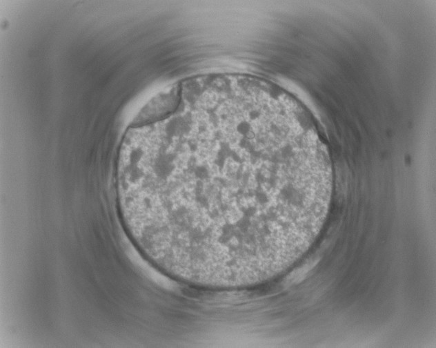 X0000077361387200611171912