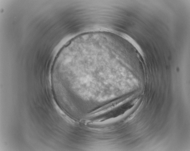 X0000077361388200611171912