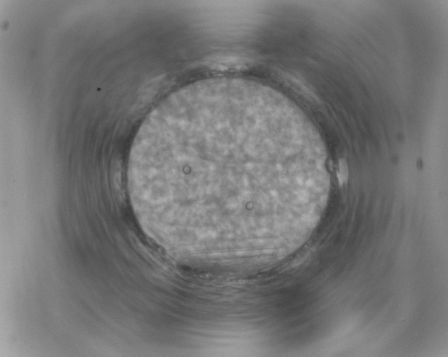 X0000077361396200611171911